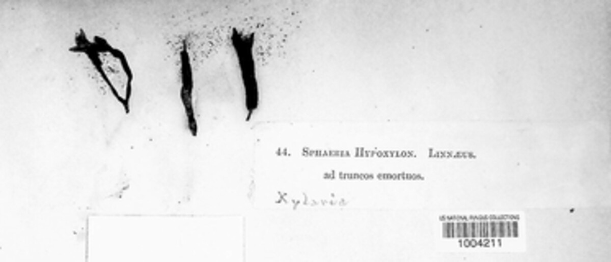 Xylaria hypoxylon image